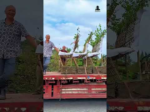 كرسي من شجرة حية فن زراعة كريب ميرتل في الصين 