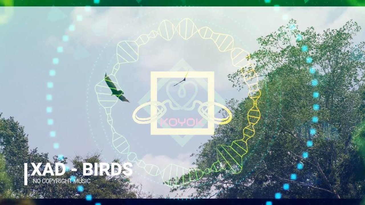 XAD - BIRDS - No Copyright Music