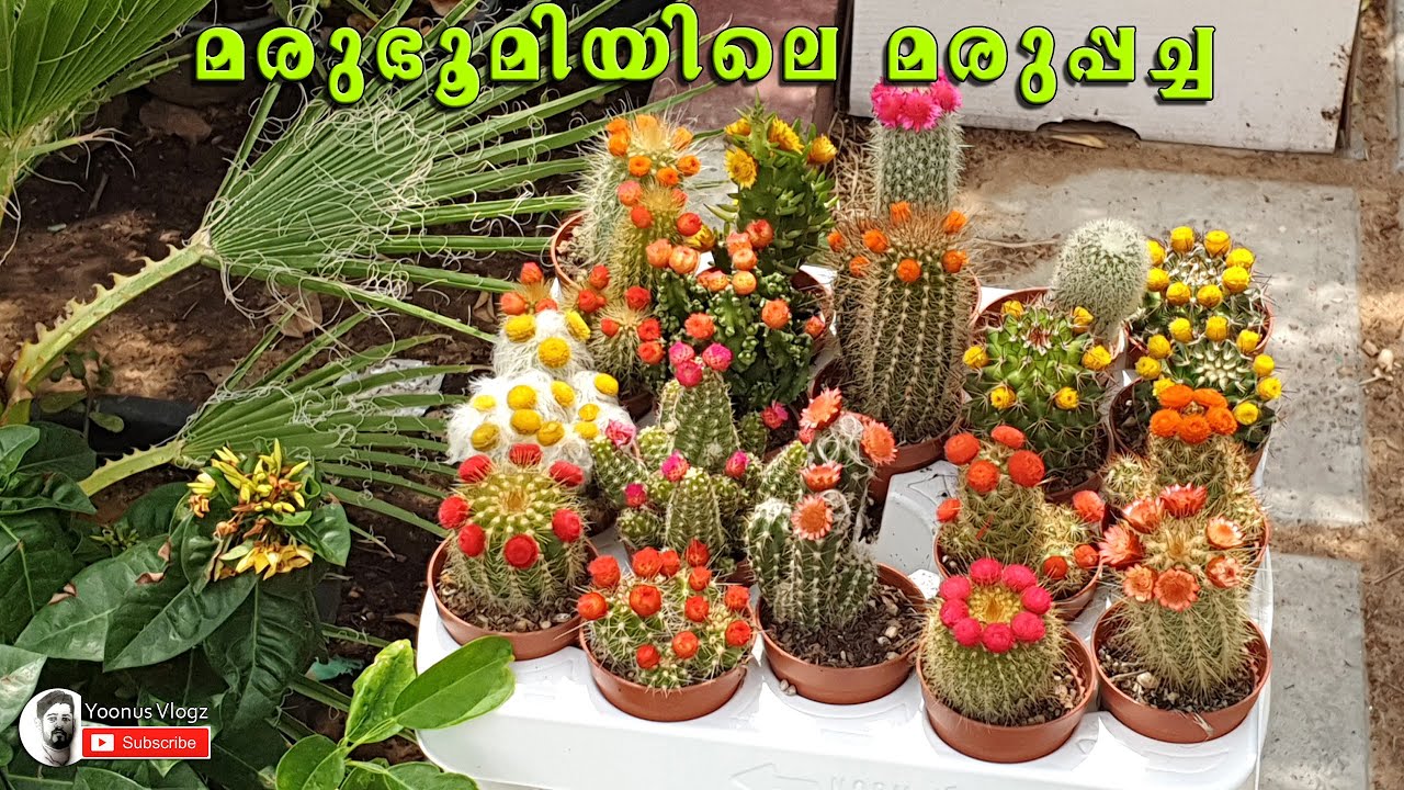 Plants Market - Nursery | ചെടികളുടെ ചന്ത | Al Ain, Abhu Dhabi, UAE -10