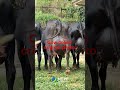 jersey ###new @Cow@Breed👍👍