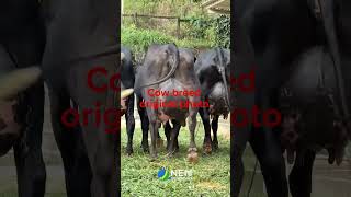 jersey ###new @Cow@Breed👍👍