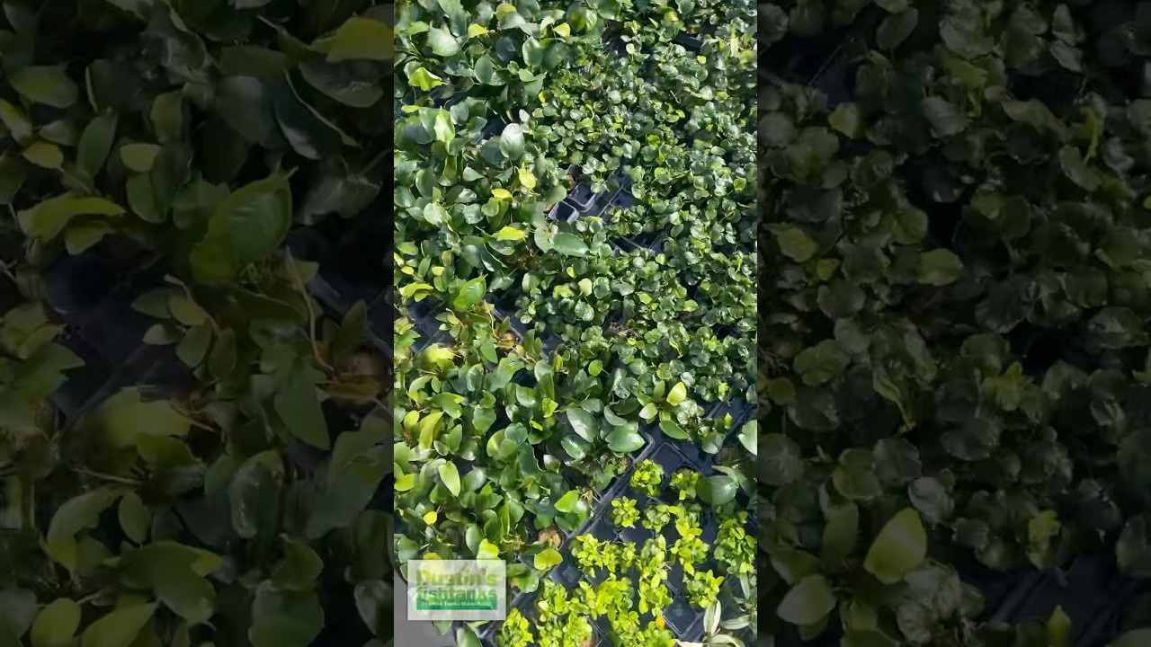 Anubias 🌱