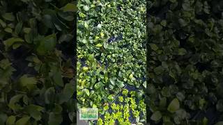 Anubias π±
ANUBIAS! π±
We super pumped about the Anubias Aquarium Plants we have for sales these days. I have always been a fan of Anubias Nana, which is a near unkillable plant. We are proud to have other variants of Anubias Rolling as well. The larger leaf Anubias BARTERI are monster plants. We also have Anubias Congensis which we have found to be one of the hardiest Anubias. (though they all are pretty BULLET PROOF)
Glue it or Tie it to a piece of driftwood or rock! ASK FOR FREE WIRE in the comments on your order!
Anubias Nana Long Leaf
Anubias Minima Variegated
Anubias Heterohylla
Anubias Barteri Golden Coin
Anubias Gigantea
Anubias Coffeefolia
Anubias Nana
Anubias Barteri Broadleaf
Anubias Nana Petite
Anubias Congensis
Shop Now! TANK ON! π
https://dustinsfishtanks.com/collections/anubias
Follow us! @DustinsFishTanks
https://linktr.ee/dustinsfishtanks Anubias π±