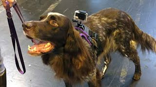 Crufts from a dog's eye view by Naturally Happy Dogs 2,091 views 1 year ago 4 minutes, 13 seconds