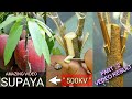 HOW TO/New Mango grafting tree/mango tree/mango/tree/mango plant/Cây xoài/BONSAI MANGO TREE