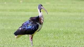 Straw necked Ibis Threskiornis spinicollis at Curtin University WA