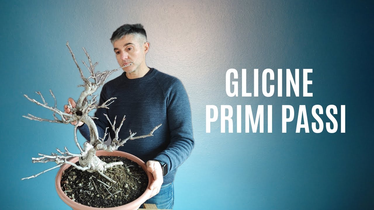 GLICINE BONSAI coltivazione FIORITURA e futuro STYLING