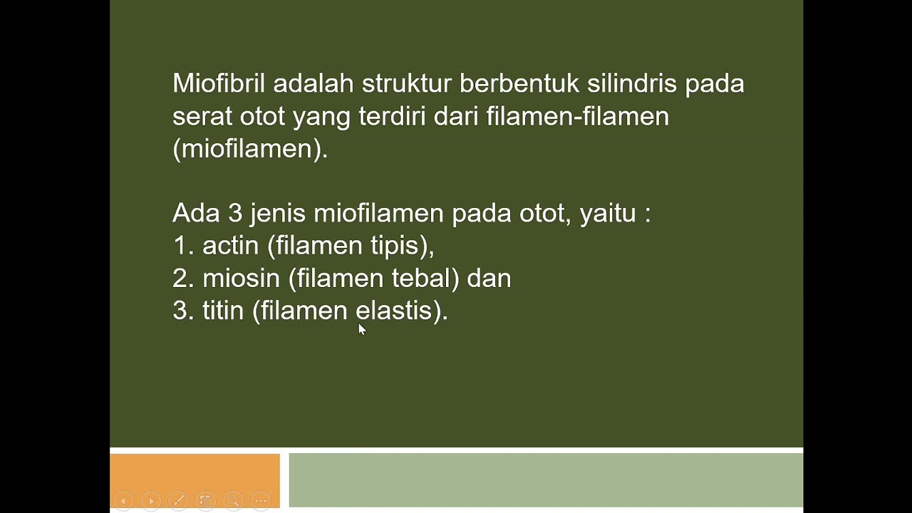 MUSKULOSKELETAL 7 : HISTOLOGI 2 OTOT