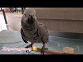 Zaky is very friendly 😊 | African Grey Zaky | Congo talking Parrot