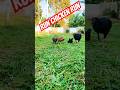 Ready chicken #trending #shortsfeed #viral #youtubeshorts #chicken #pets #animals #shorts