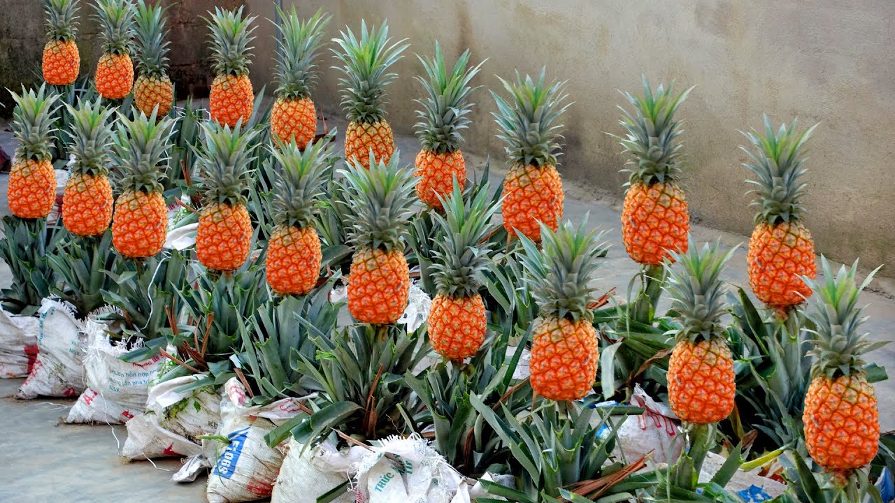 Все это выбрасывают — я использовал это, чтобы вырастить ананасовую ферму!