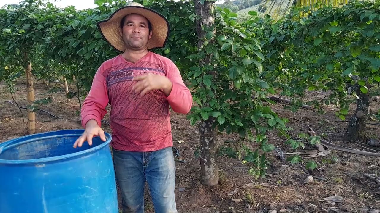 Como controlar trips,mosca del ovario y minador en el cultivo de maracuyá.