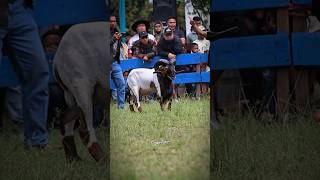 Download Lagu rare color #dombagarut #domba #goat #sheep #cungurfotret #shorts #sukadombaofficial MP3