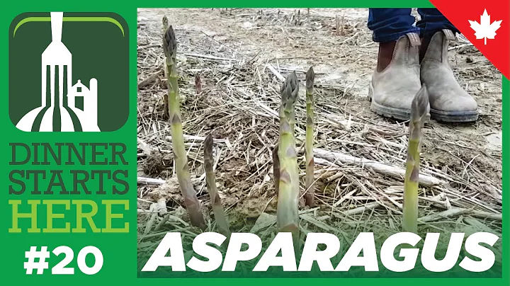 Asparagus is Here! How Is It Grown? - Farm 20 - Dinner Starts Here - DayDayNews
