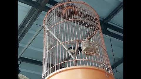 Burung rambatan#rambatan Doraemon#masteran murai#burung rambatan gacor#burungkicau