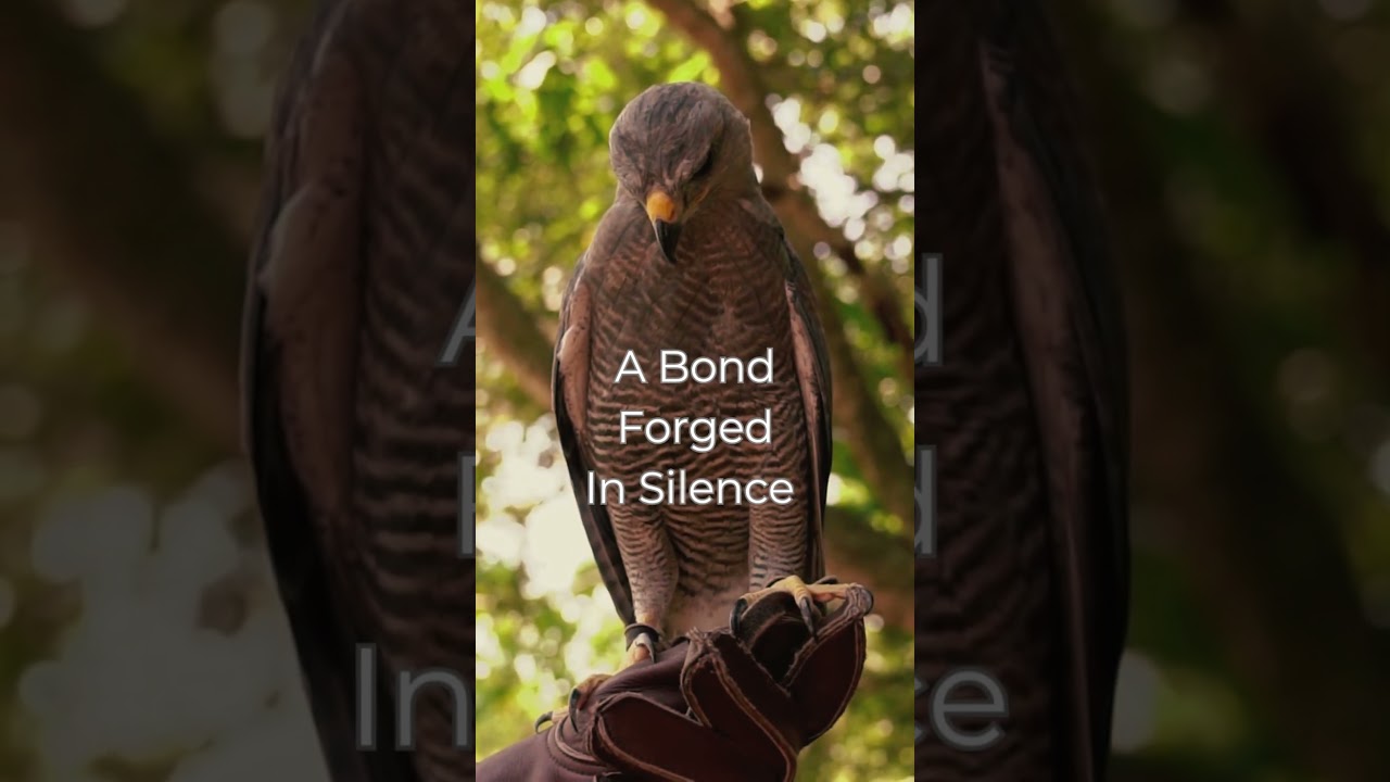 Falconry in Ajman: Witness the UAE’s Ancient Sport of Kings in Action! 🦅🔥