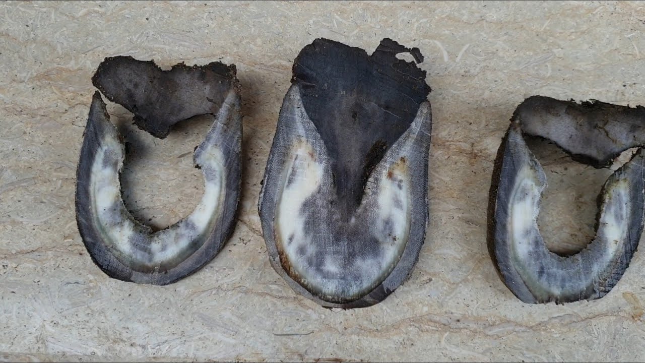 لا حول ولا قوة الا بالله العلي العظيم/ حمار بجد مظلوم /😱/😭