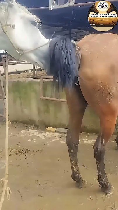 HORSE LOVER #beautifulhorse #horselover #horse #fadthorse #