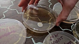 We tested the mold testing kit | Review for Mold Testing Kit with 10 Individual Tests