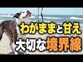 【その対応、逆効果です】愛犬の要求に応えるほど「わがまま」が悪化する理由を歴27年のドッグトレーナーが解説