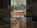 부신농원 사과묘목. 부사.썸머킹.썸머프린스.아오리.골든볼.시나노골드.착색부사.저장부사.추석사과등