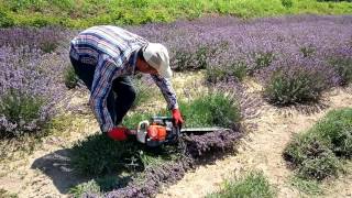 Lavanta Hasadı, Lavander harvesting