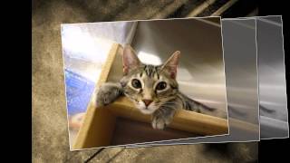We are Your Community Cats - Forgotten Felines (2012)