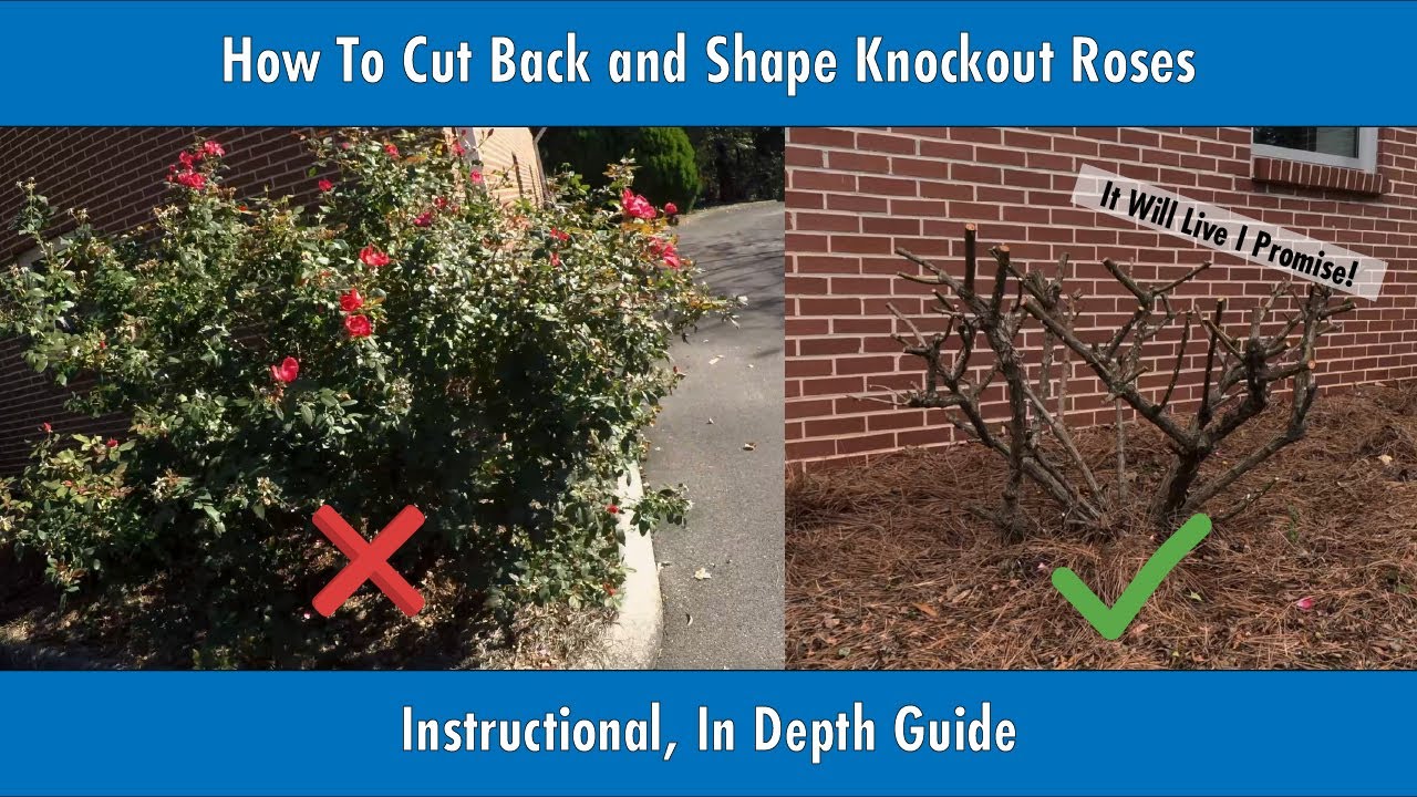 How To Cut Back Knockout Roses For Winter