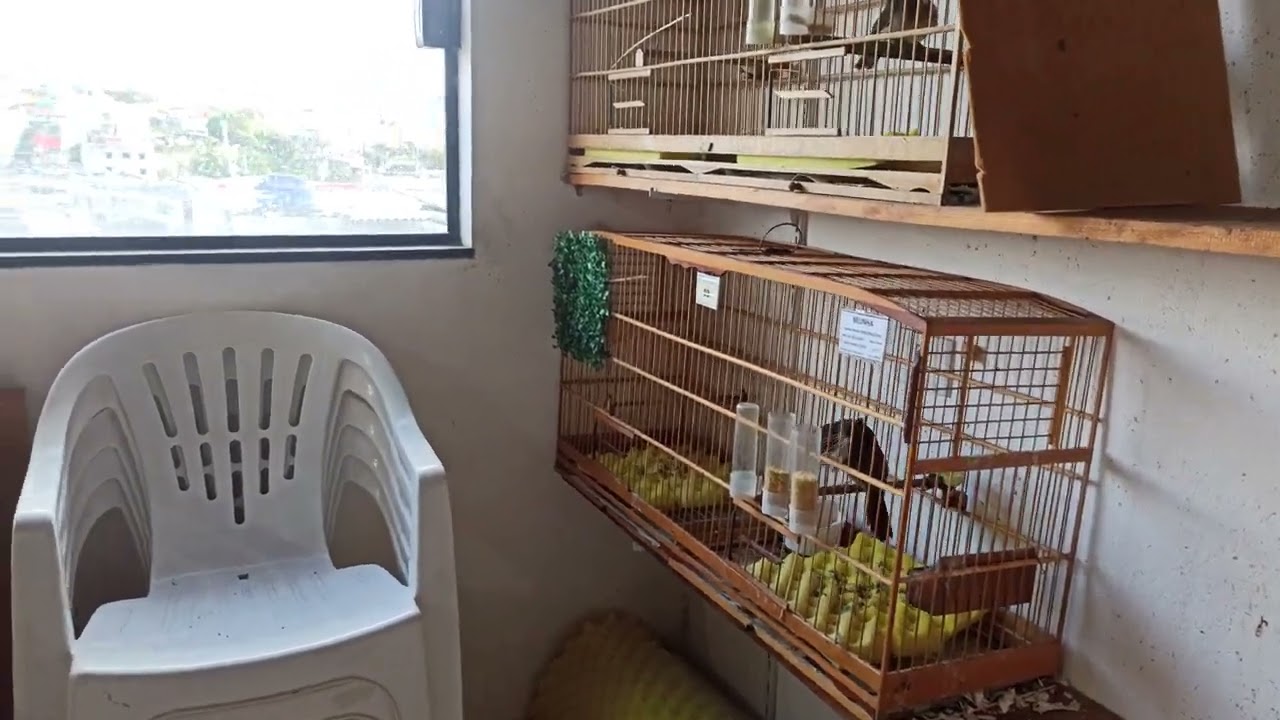 Curiós não enchem ovo 