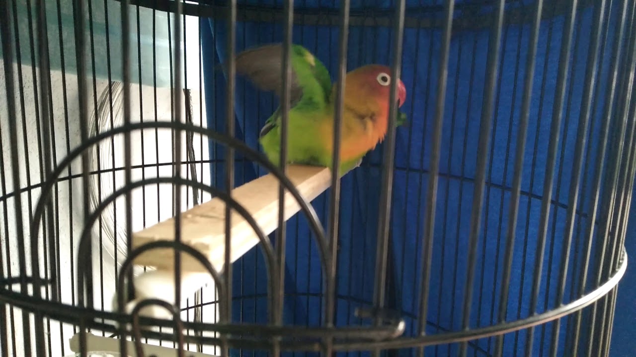 Lovebird : Akhirnya bisa kawin... !!! 