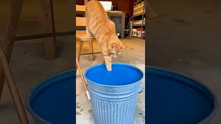 Have You Ever Seen Blue Catxfunny cat fyp