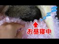 お昼寝中に触られてもすぐ受け入れるリスの俵太先生(BGM付き)