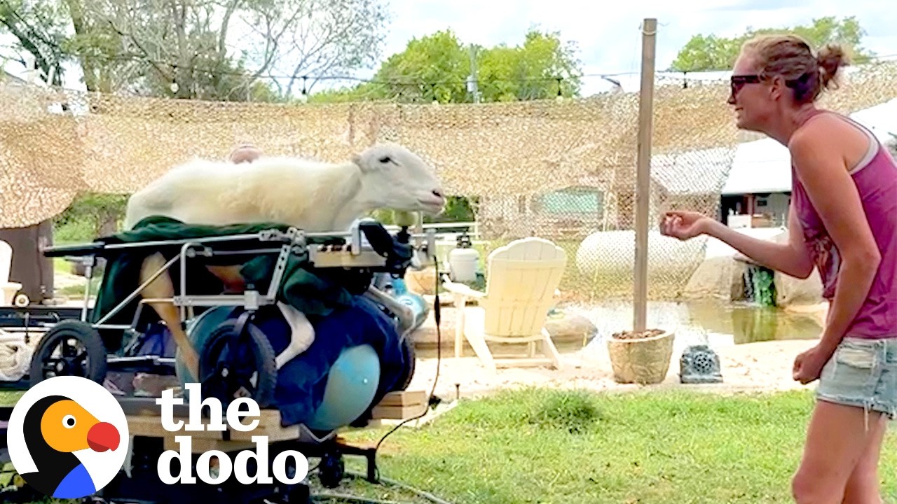 Папа использует чипсы Tostitos, чтобы заставить своих овец снова двигаться | The Dodo