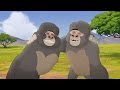 Lion Guard: Meet Hafifu and Majinuni! | The Lost Gorillas HD Clip