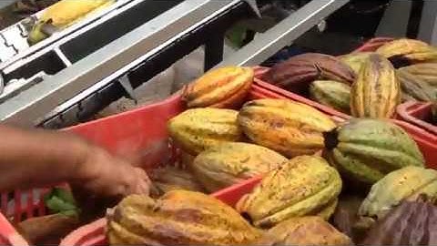 chocoa pot cuting and cocoa beans seperating machine