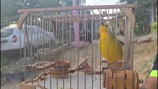 CANARIO FINO COLOMBIANO CANTANDO 
