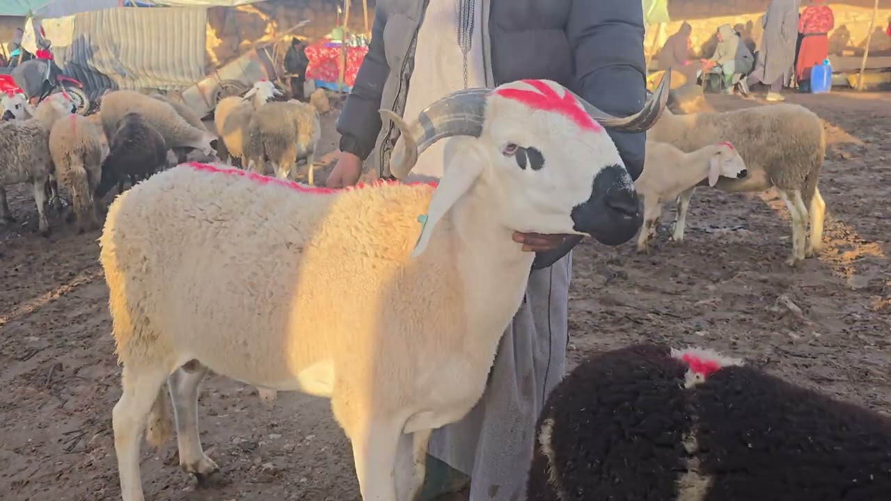 ديما جديد عان رشيد فحال لبيع منطقة كيسر إقليم سطات الهاتف 06.96.72.93.31 