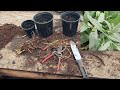 The Most Important Plant to Grow: Propagate Comfrey 4 Ways