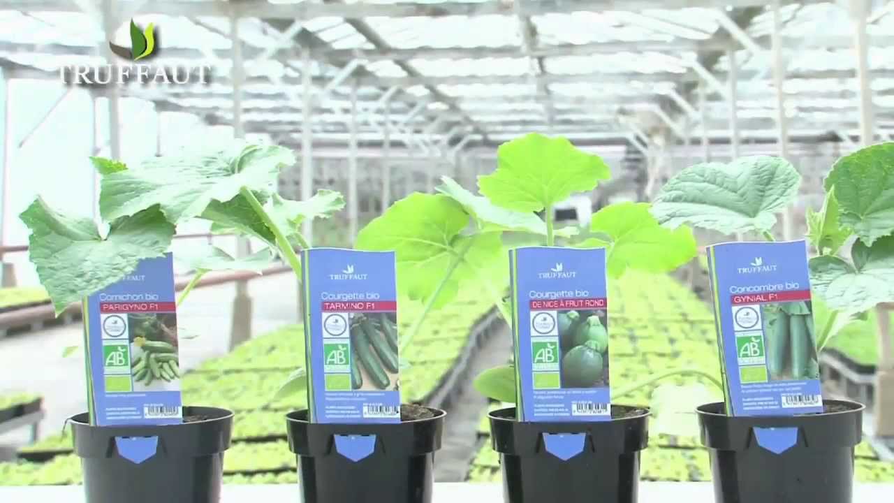 Culture du de la courgette et du cornichon Truffaut YouTube