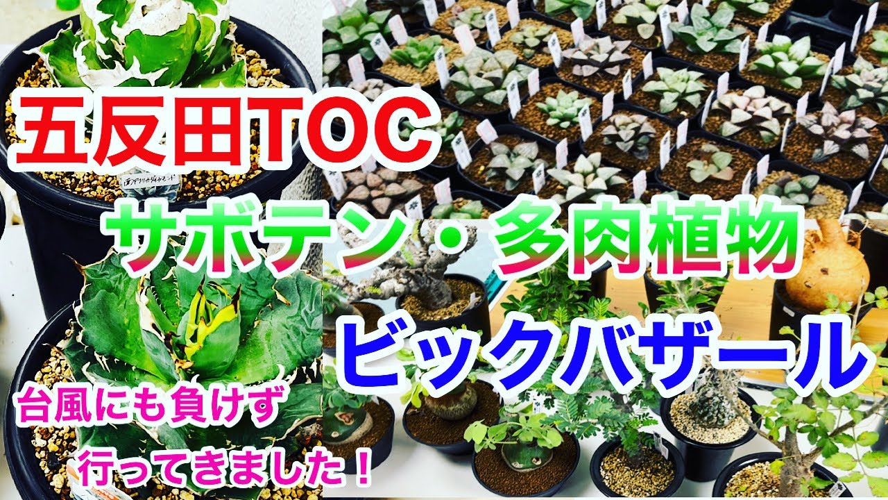 Cacti and succulents] We went to the Big Bazaar despite the