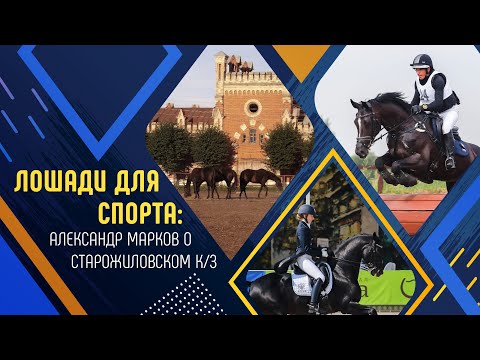 Лошади для спорта | Александр Марков о Старожиловском конном заводе
