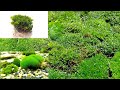 Мох как он оживает и посадка его в аквариум/Moss as it comes to life and landing it in an aquarium