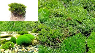 Мох как он оживает и посадка его в аквариум/Moss as it comes to life and landing it in an aquarium Мох как он оживает и посадка его в аквариум/Moss as it comes to life and landing it in an aquarium