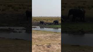 Elephant Mud Bath!