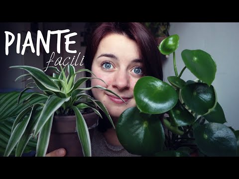 Video: Piante d'appartamento uniche: piante d'appartamento interessanti da provare