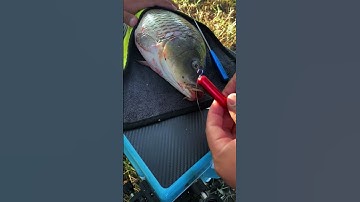 Cây gỡ lưỡi câu cá siêu tốc 1 chạm, Inox câu cá chép, cá diếc, cá rô #fishing #shorts