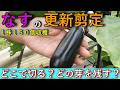 取り急ぎ、ナス１５０個収穫できる更新剪定｜秋まで収穫できる正しい剪定の仕方