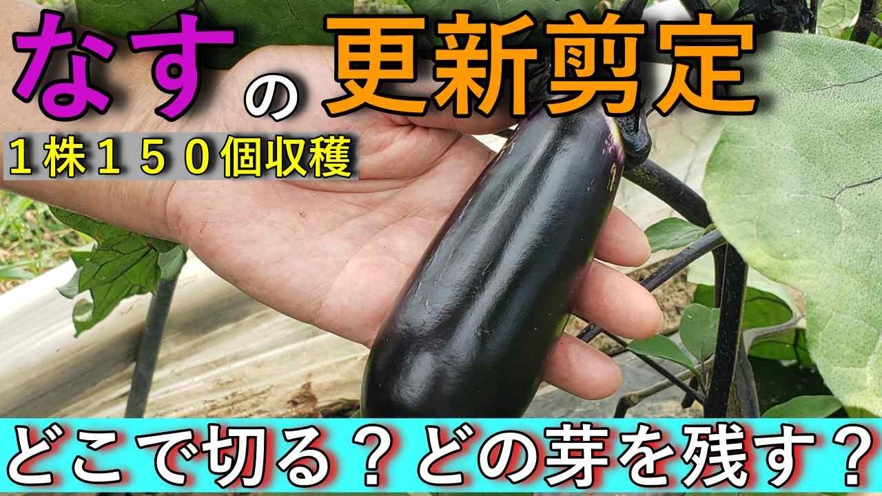 取り急ぎ、ナス１５０個収穫できる更新剪定｜秋まで収穫できる正しい剪定の仕方