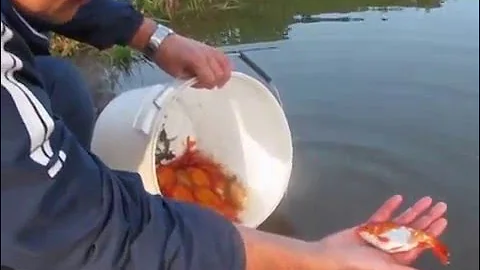 Красный карась
