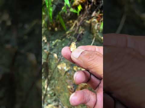 Unbelievable..!! Finding gold grains in large river rocks #finding #river #rocks #gold